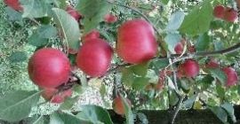 Vendo manzanas para el consumo y la industria, al