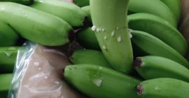 Venta al por mayor de bananos de Turquía !!!!