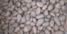 Vendo más de 50 patatas austriacas hasta 80 +