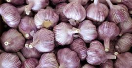 Vendo ajo entero todo el año. Origen: Polonia y