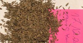 Tenemos a la venta Semillas de alcaravea certificadas orgánicas