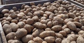 Venderé patatas comestibles envasadas en sacos de 15 kg,