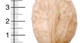 Vendo nueces, Franquette, Jupanesti, variedades Argesan, cosechadas en octubre