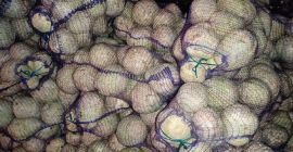 La empresa ucraniana &quot;Accent-Town&quot; le ofrece una raíz de