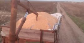 Productor de granos vende granos de maíz 2020 limpios