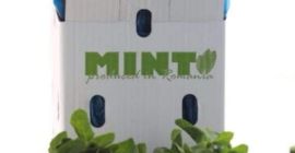 Menta fresca