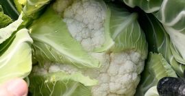 Coliflor de calidad excepcional en Çanakkale, parte noroeste de