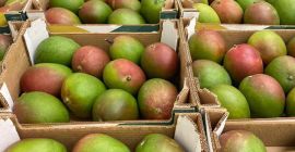 Hola, tengo un mango de segunda clase a la