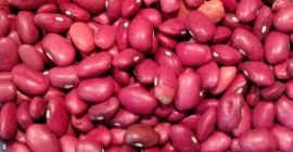 Ofrecemos frijoles cultivados en los campos del Valle de