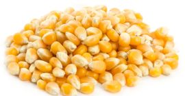 Maíz amarillo (maíz) para alimentación animal.