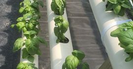 Todas las plantas se cultivan hidropónicamente, proporcionando una albahaca