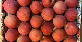 Manzanas frescas de Polonia de las variedades Jonagored, Jonagold,