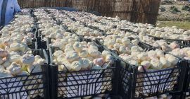 Ajo egipcio fresco y seco disponible en paquetes de