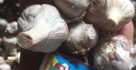Venta de ajo grado 1-2. Sólido sin pudrición.