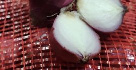 Cebollas frescas de MYANMAR Grado A Tamaño 3 a