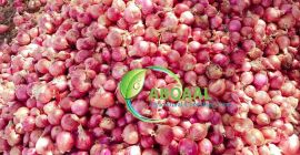Esta es una cebolla orgánica en Somalia. Tiene pura,