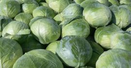 Venderé repollo Aggresor La finca vende repollo Aggresor. Limpio