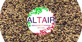 trébol rojo producto de exportación de alta calidad. Escríbanos