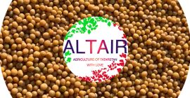 mostaza. trébol rojo producto de exportación de alta calidad.