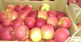 Compre grandes cantidades de manzanas de diferentes variedades directamente