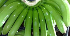 Vendemos plátano cavendish verde fresco. MOQ 1 X 40