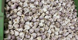 Ajo Harnaś polaco, calibre 4-4,5, aprox.6 toneladas. Ajo conservado