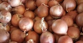 Cebollas amarillas españolas Un gran grupo de productores español