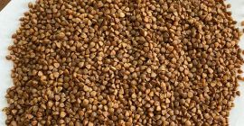 Granos de trigo sarraceno de Kazajstán. Falta el paquete