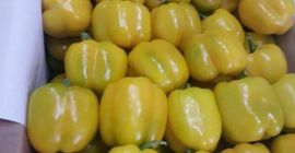 MCM Distributors, como el mayor exportador de frutas y