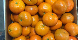 Vendo NADORCOTT, tamaño 2-3-4, caja de cartón 10 kg,