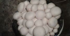 Tomo un pedido de champiñones a partir de marzo,