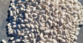 Buscando un socio para frijoles