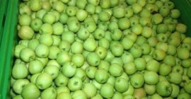 Manzanas frescas de Polonia Golden, Gala Royal, Gloster, Idared,