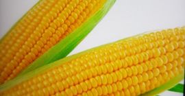 Maíz a la venta, 0,80 € kg. Maíz a