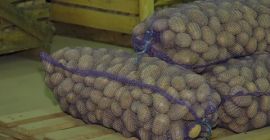 Patatas clasificadas 80 g - 1 kg Patata Vineta