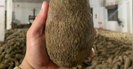 Un ñame es un tubérculo comestible, con una piel