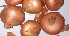 Cebolla rumana de la producción de cebollino 2020. Las