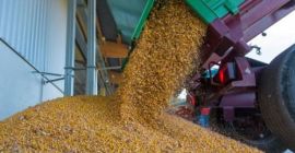 Vendo granos de maíz. cantidad 1000tons. ubicación Bihor, Rumania.