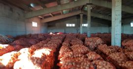 Patatas rojas &quot;Red Lady&quot; y patatas blancas &quot;Carrera&quot; seleccionadas