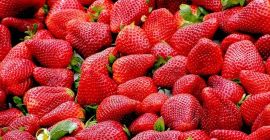 Venderé fresas a granel. País de origen: España, Marruecos.