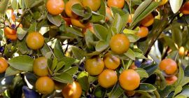 Venderé mandarinas a granel. País de origen: España, Marruecos,