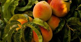 Venderé melocotones a granel. País de origen: España, Marruecos,