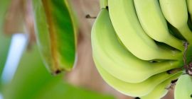 Venderé bananas de Ecuador a granel. Correo electrónico: Info@agriazula.es,