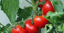 Venderé tomates a granel. País de origen: España, Marruecos,