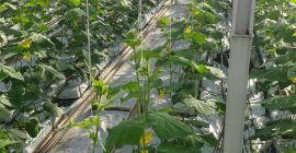 Hola, somos un productor de pepinos molidos en invernadero.