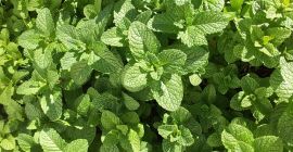 Venderé menta, cantidades al por mayor. País de origen: