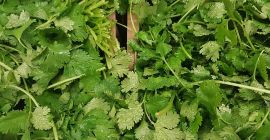 Venta de cilantro, cantidades al por mayor. País de
