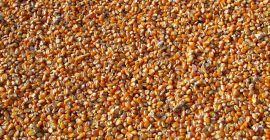 Vendemos maíz forrajero de nuestra propia producción, cosecha 2020