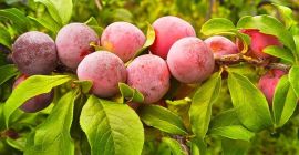 Venderé ciruelas de España, cantidades al por mayor. Correo