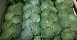 Repollo joven importado de Uzbekistán. Proporcionaré más información por